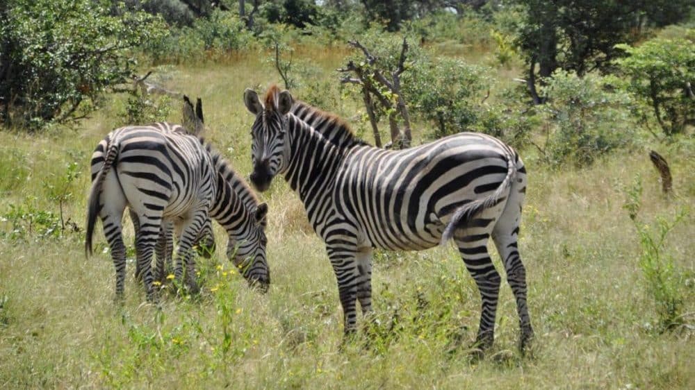 Zebras standing in the bush
