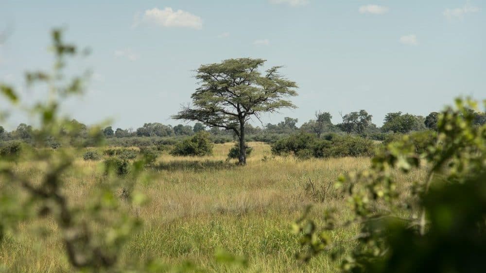 Tree in the Kavango-Zambezi Transfrontier Conservation Area