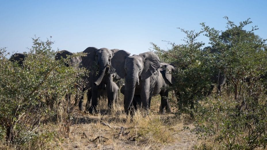 A picture of elephants in a conservation area