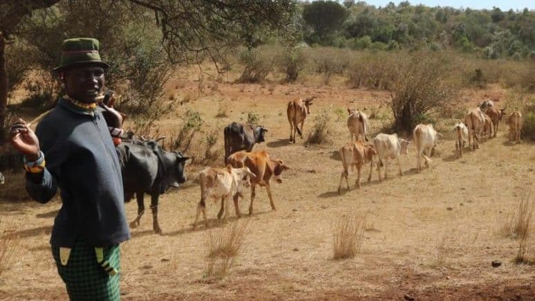 A picture of a pastoralist herding a cattle of cows. Picture from file.