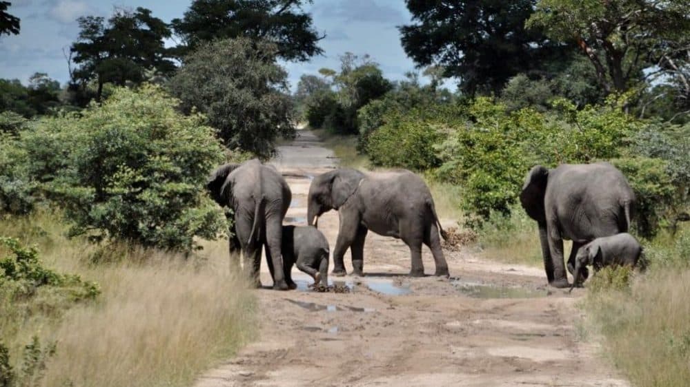 lephants in a wildlife conservancy area