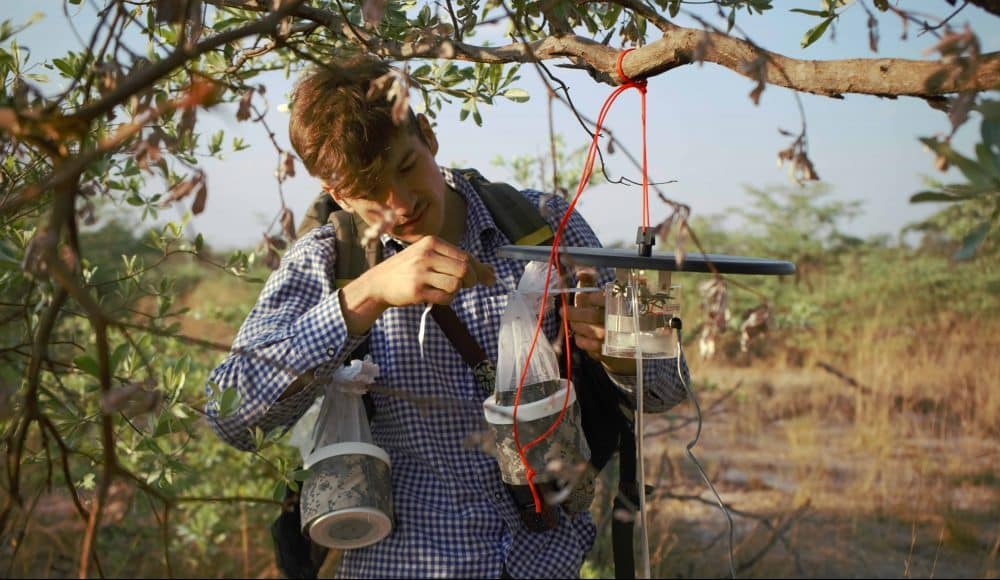 Catching mosquitoes with CDC Light Trap in north-eastern Namibia