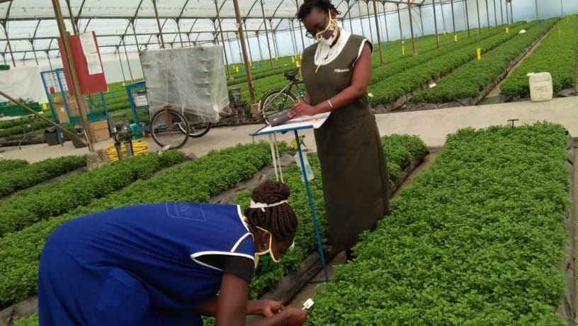 women working in greenhouse