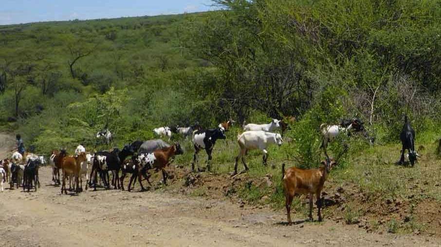 Livestock grazing at a wildlife conservancy in Baringo Kenya