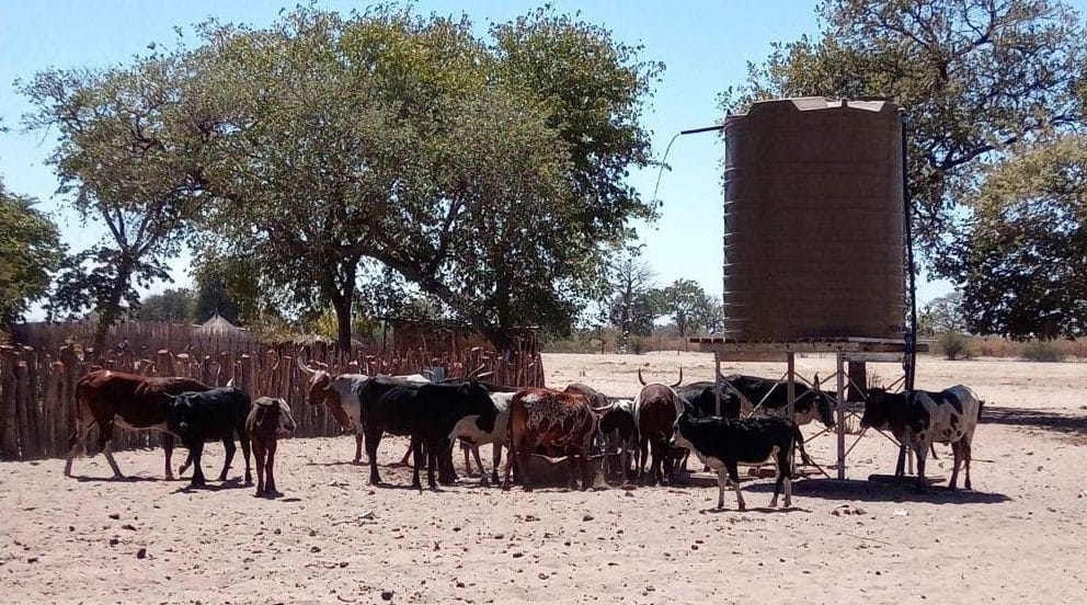 A herd of cattle drinking water at a water point tank in Namibia. Picture courtesy of Hauke-Peter Vehrs