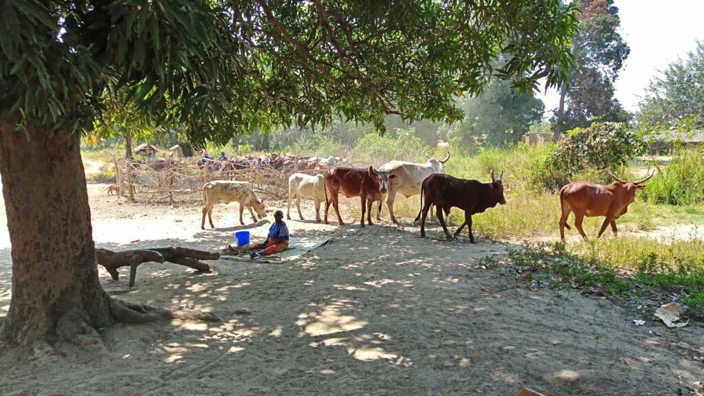 Pastoralists in Ngombo village