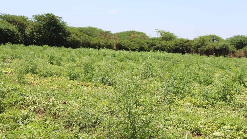 A field infested with Parthenium Hystephorus L. Image courtesy of Martin Paul Tabe - Ojong
