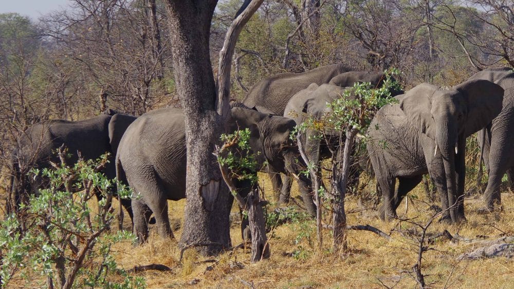 Elephants browsing through vegetation in the KAZA region