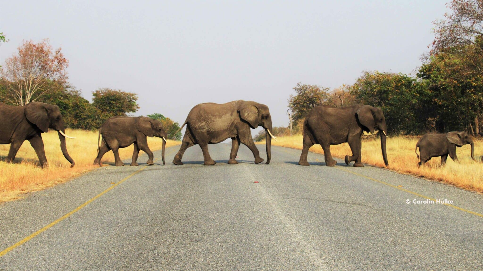 elephants crossing road
