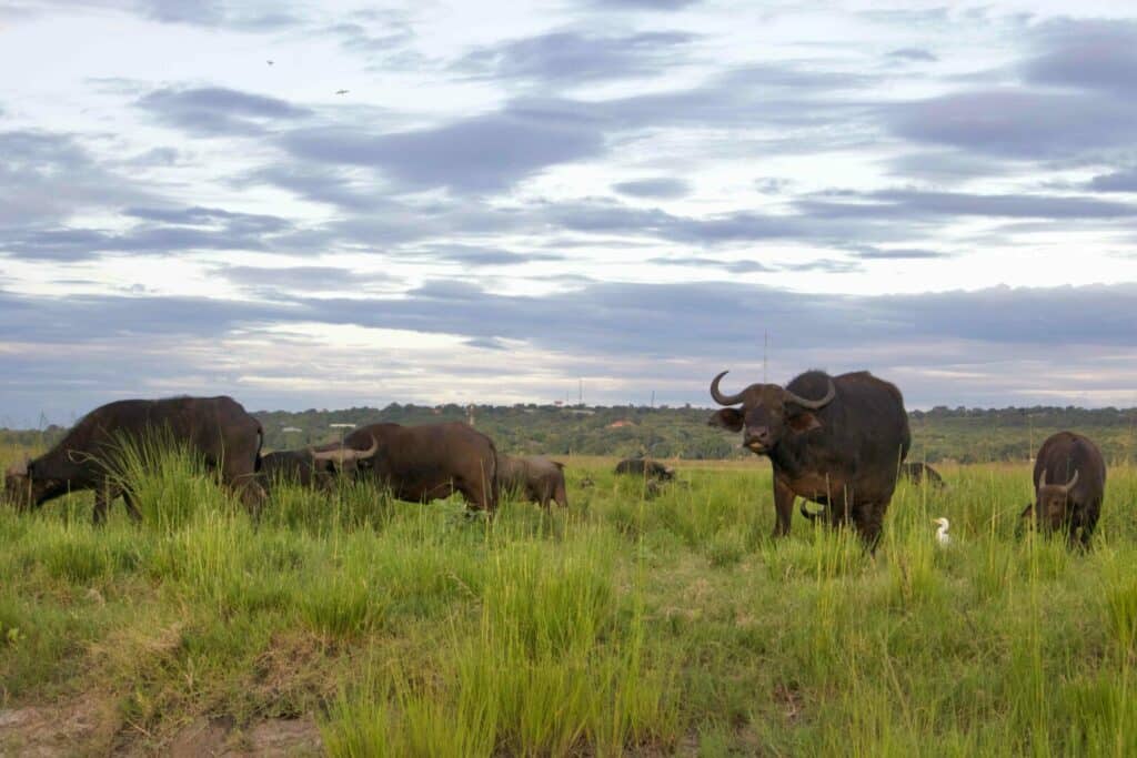 Buffalo in southern Africa