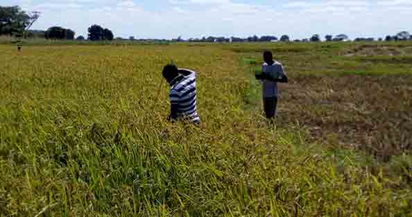Data-Collection-of-Agronomic-Advice-for-Rice-Farmers-Tanzania