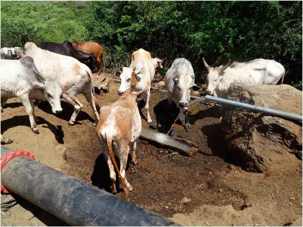cattle drinking from burst water pipe in baringo county