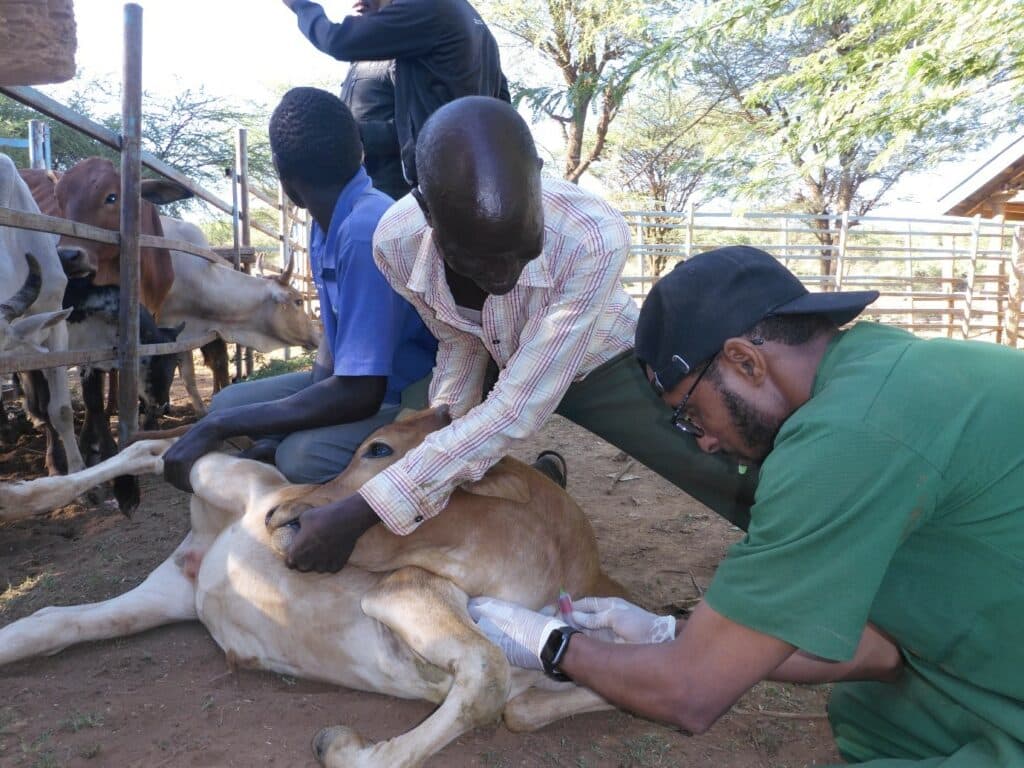 Blood collection from cattle at Kapkuikui cattle dip