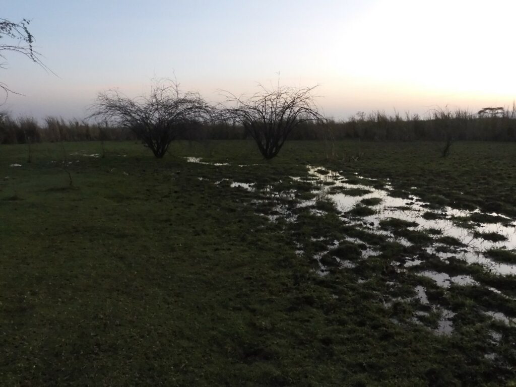 Mosquito Trapping Site. Kiborgoch conservancy and swamp at dawn