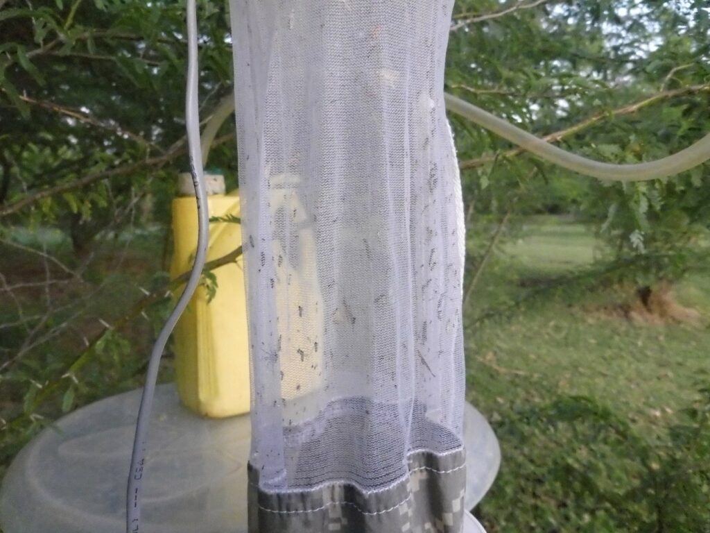 Some of the mosquitoes captured in a CDC light trap