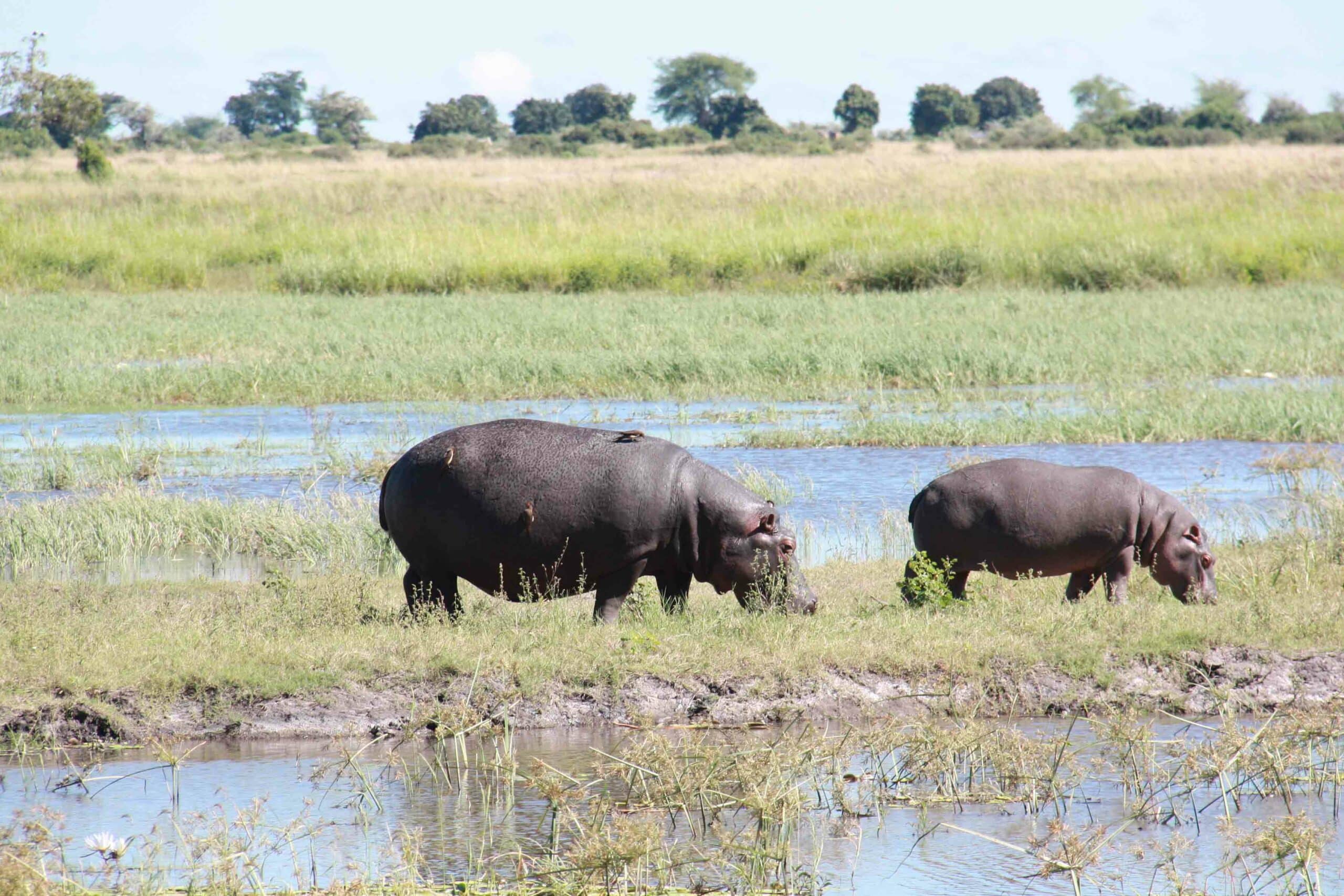 The picture shows two hippos.