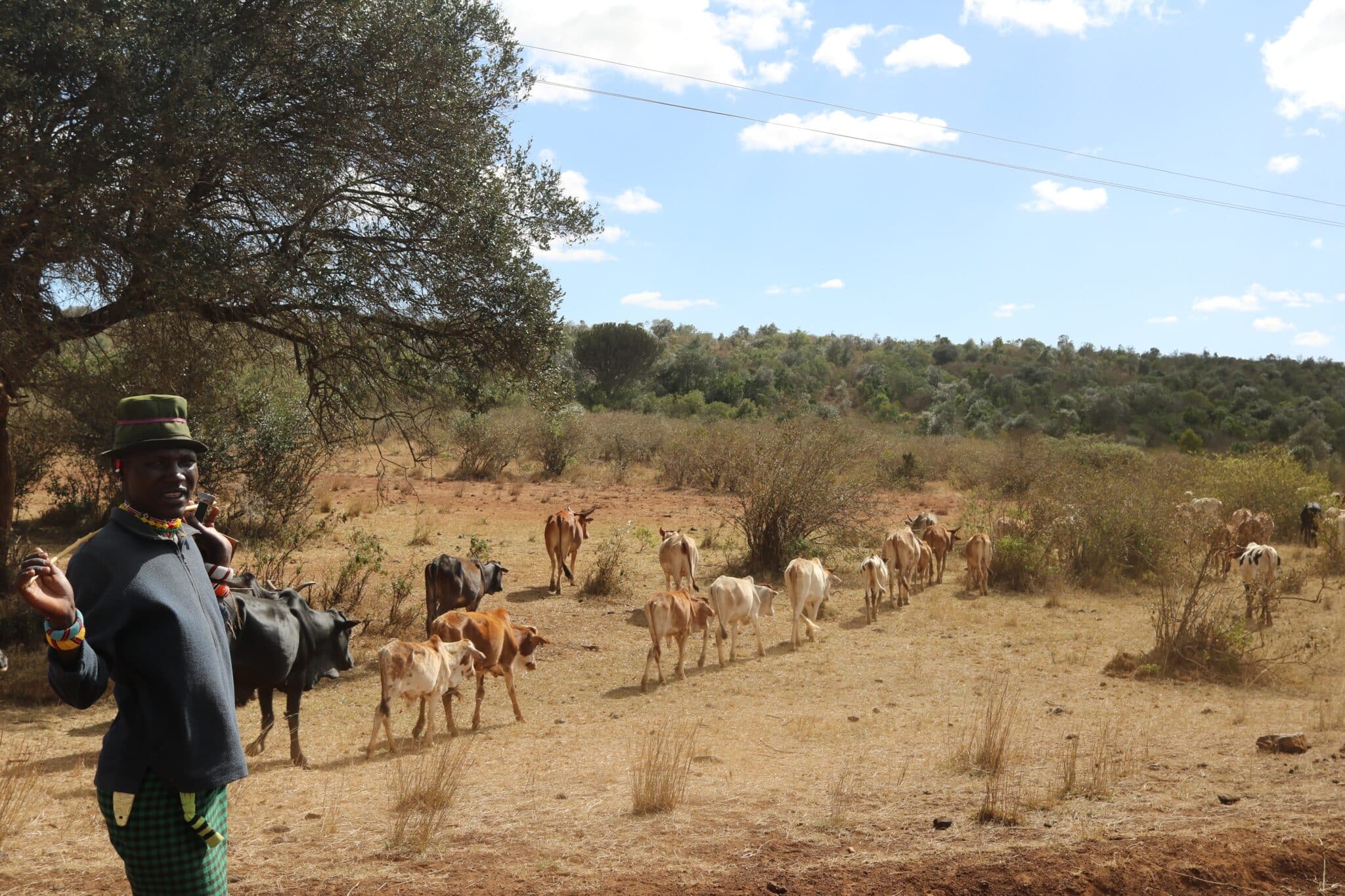 Pastoralist with cattle