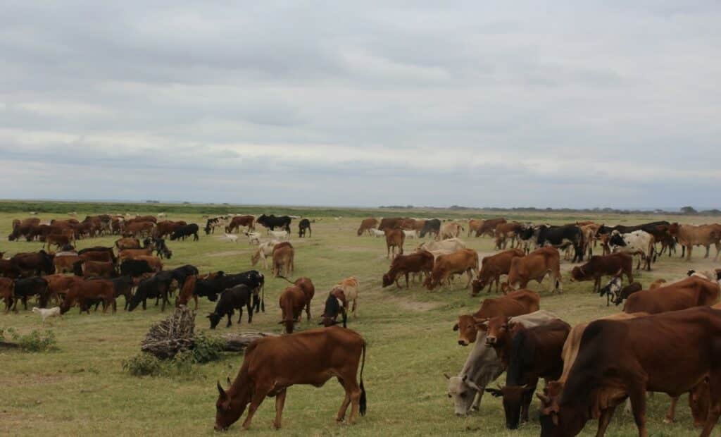 Cattle Grazing in Amboseli Area
