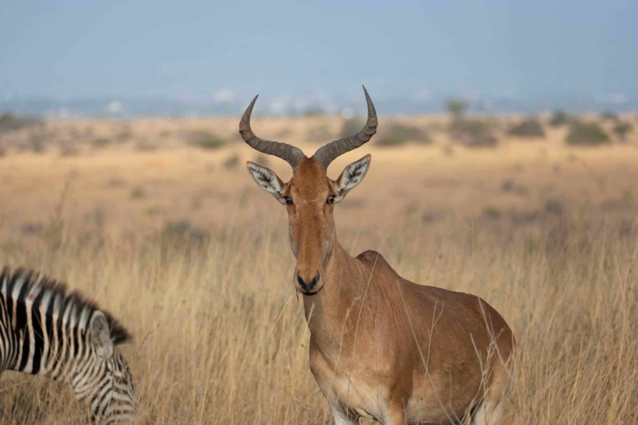 a gazelle in nairobi national park