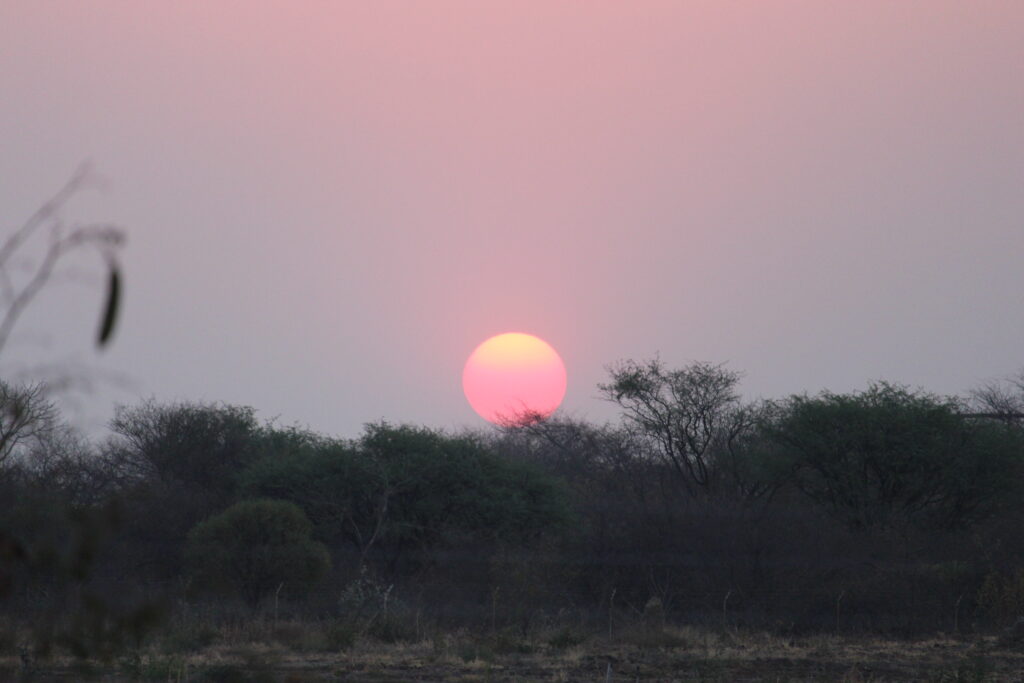 foto taken in the zambezi state forest