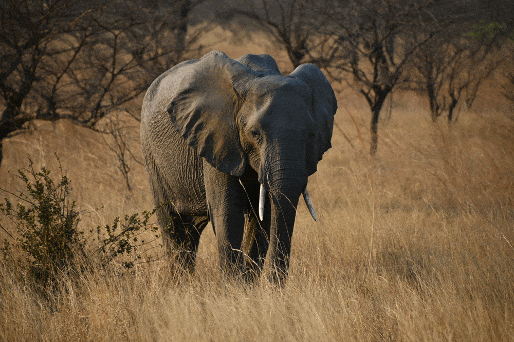 WEB Elephant Mudumu