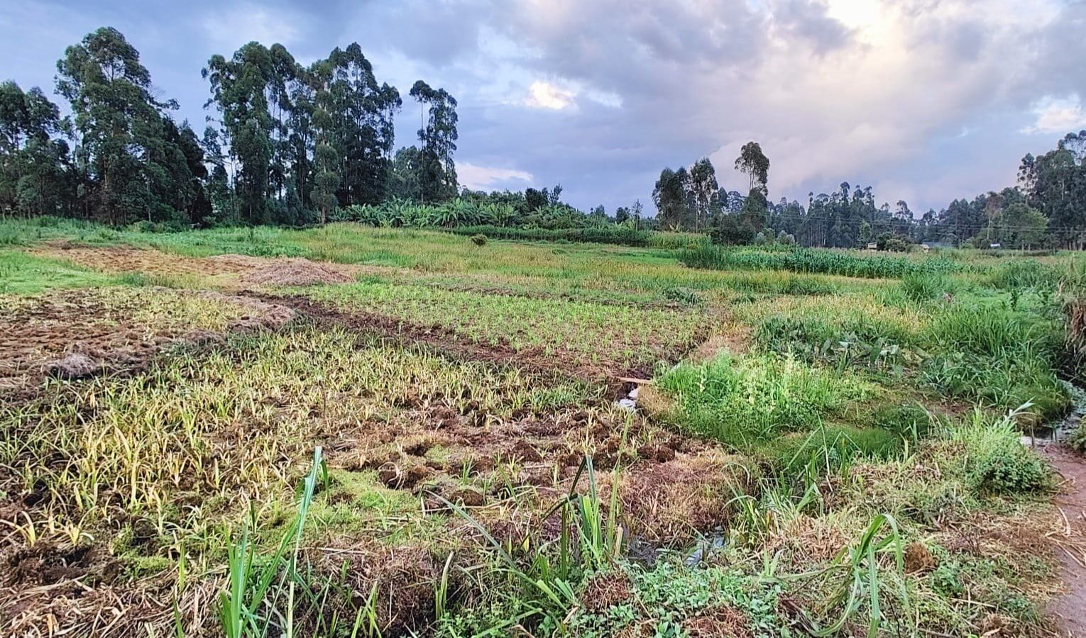 a crop field in rural africa