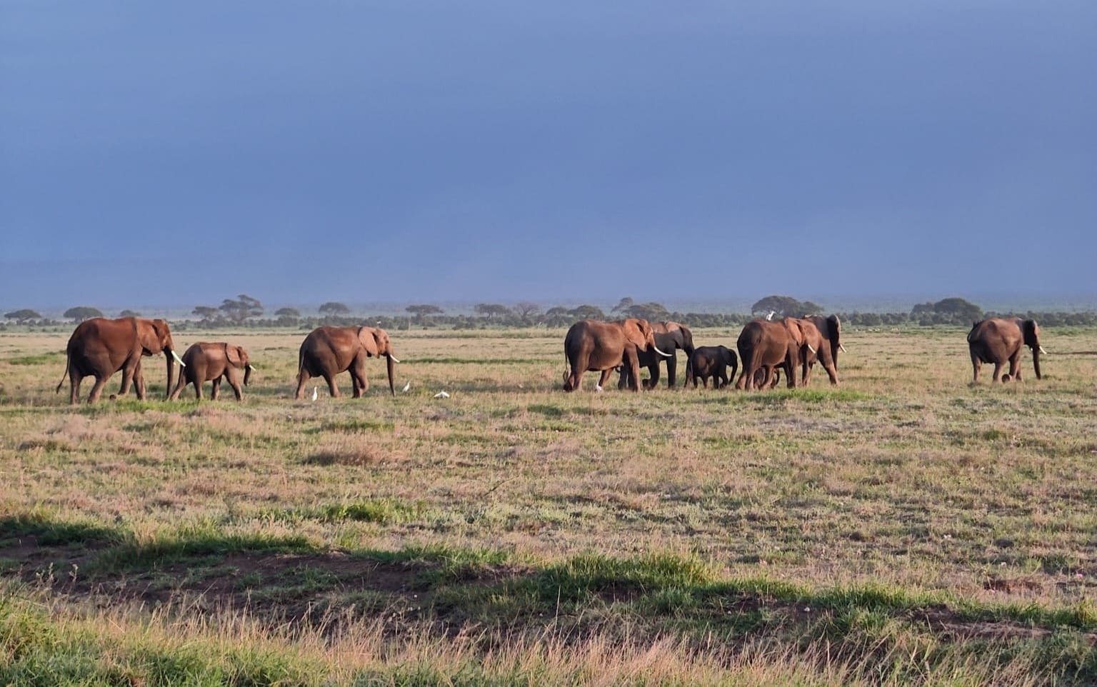 A Group of Elephants in a national Park