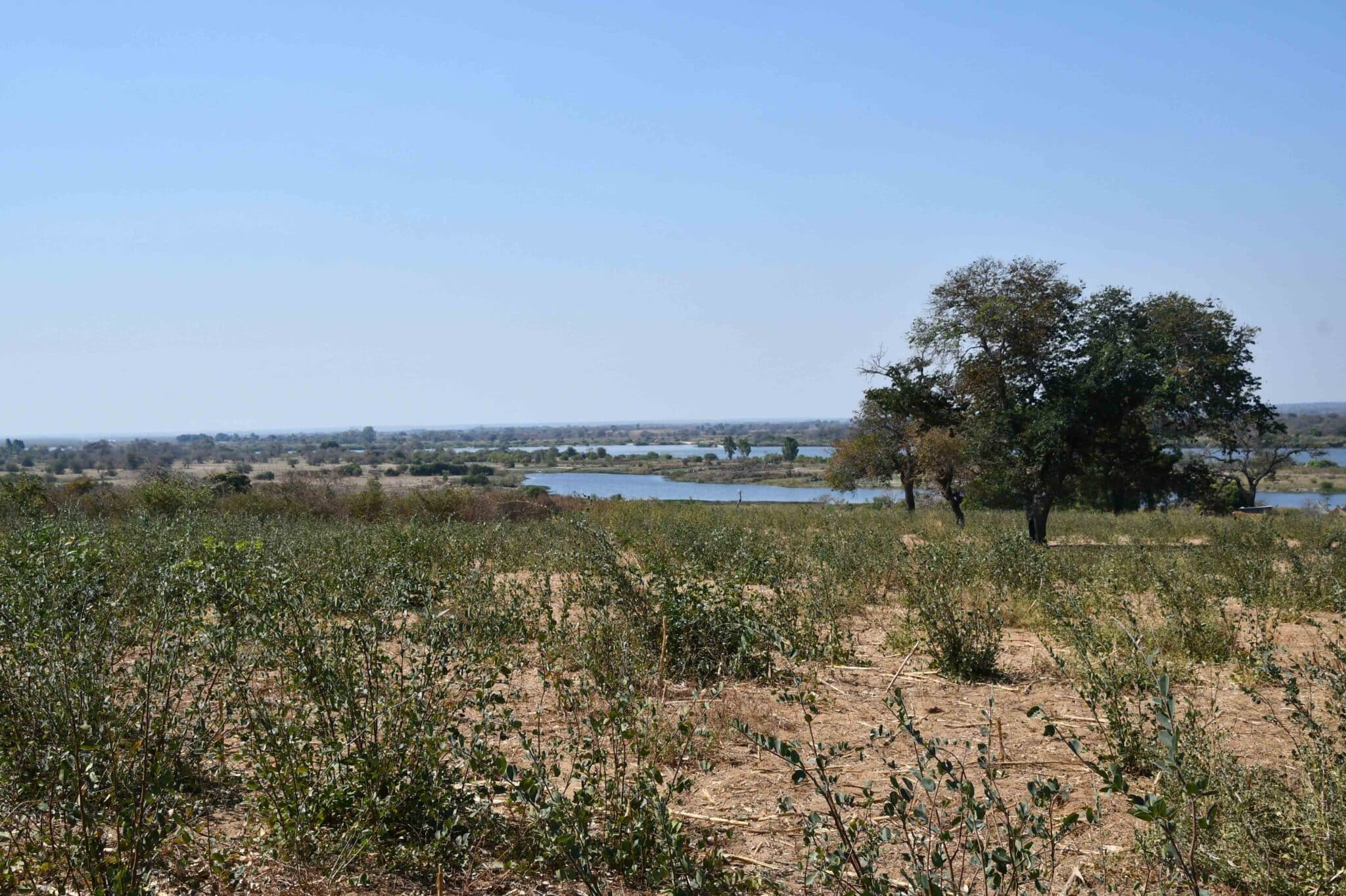 Agricultural field nearby Zambezi river, Zambia