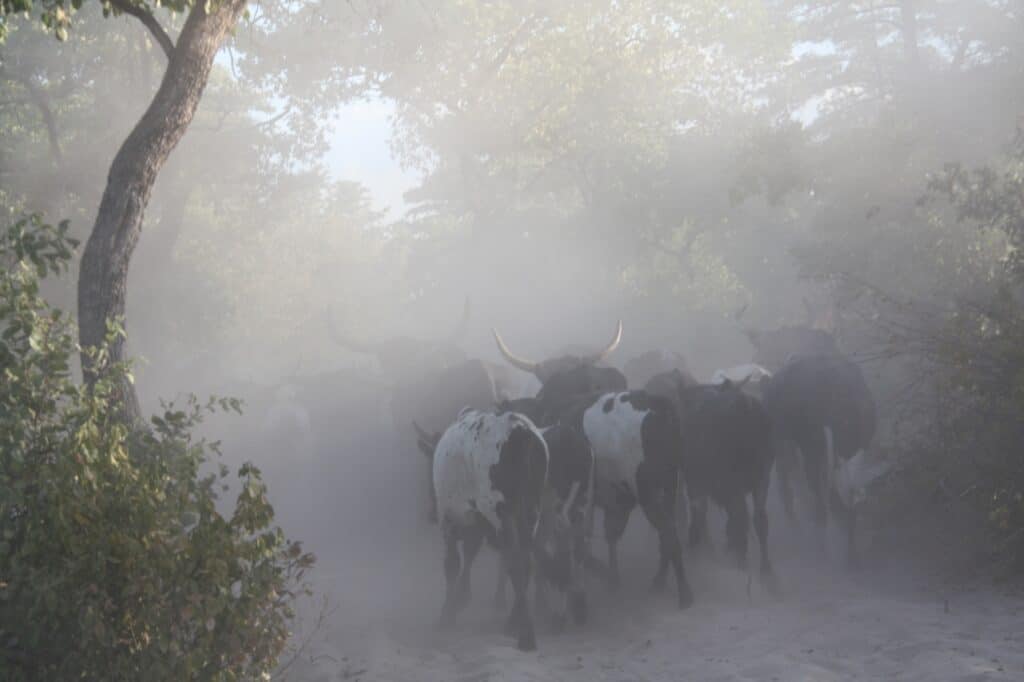 cattle