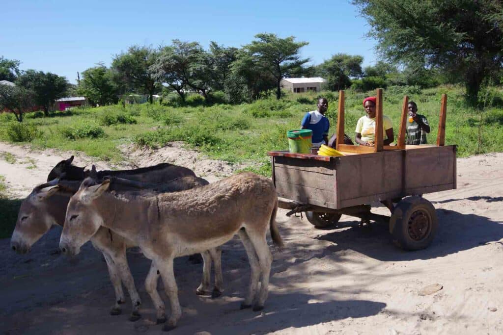 donkeys pulling a wagon
