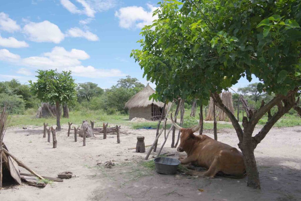 cattle and a homestead
