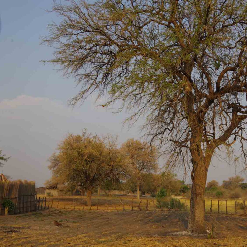 african savanna