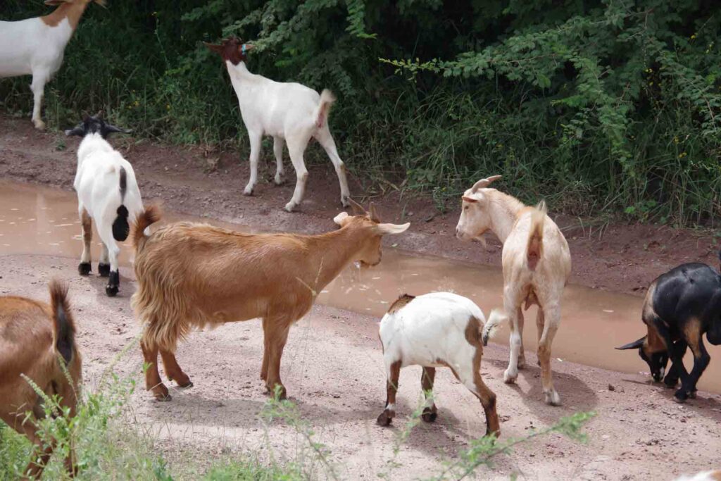 a group of goats
