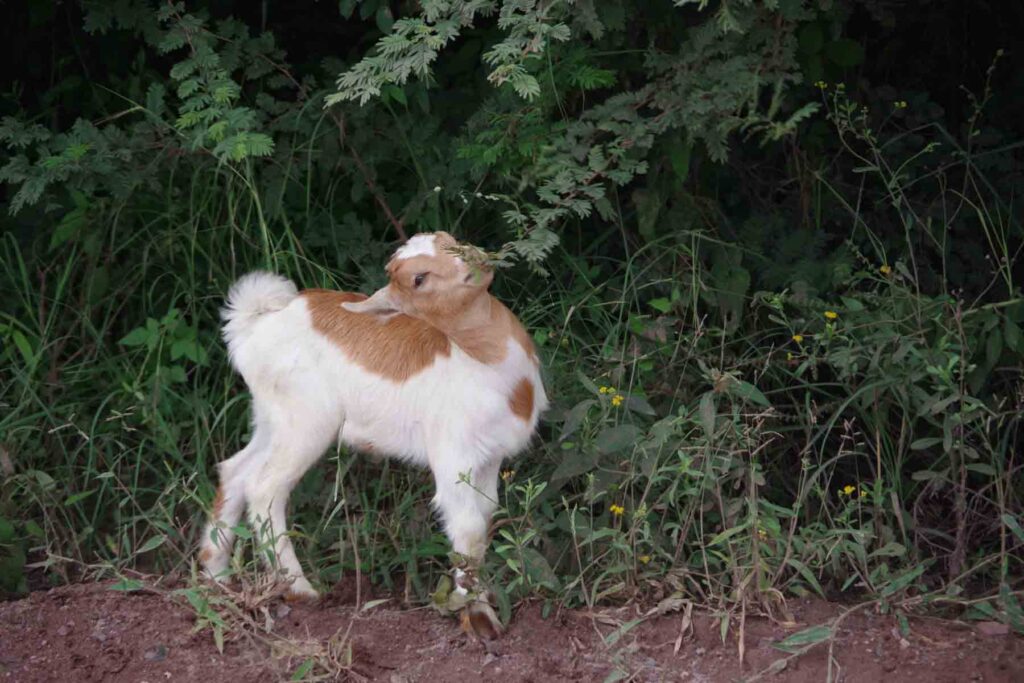 a baby goat