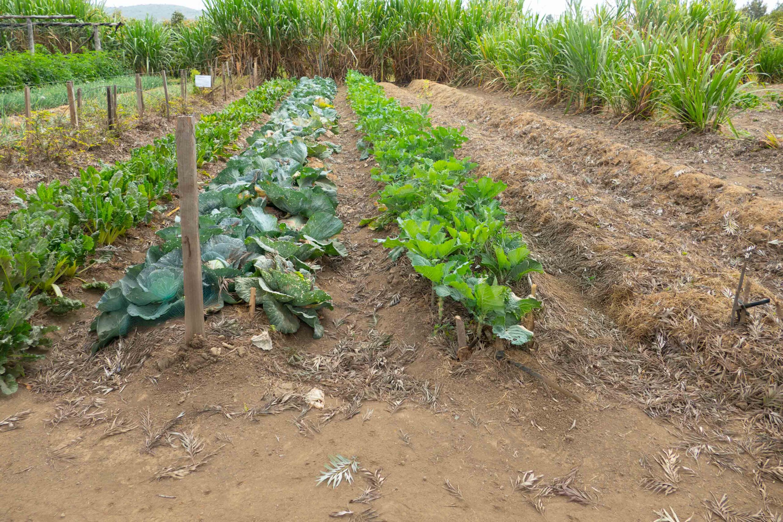 picture of a field with kale