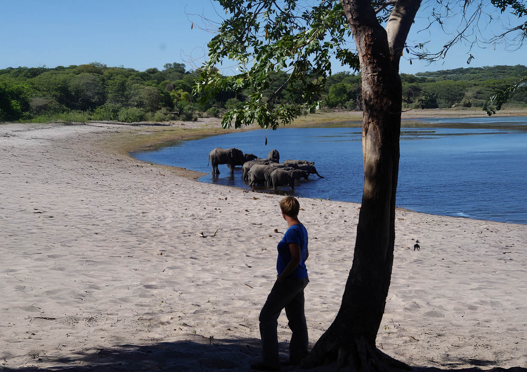 researcher watching elephants
