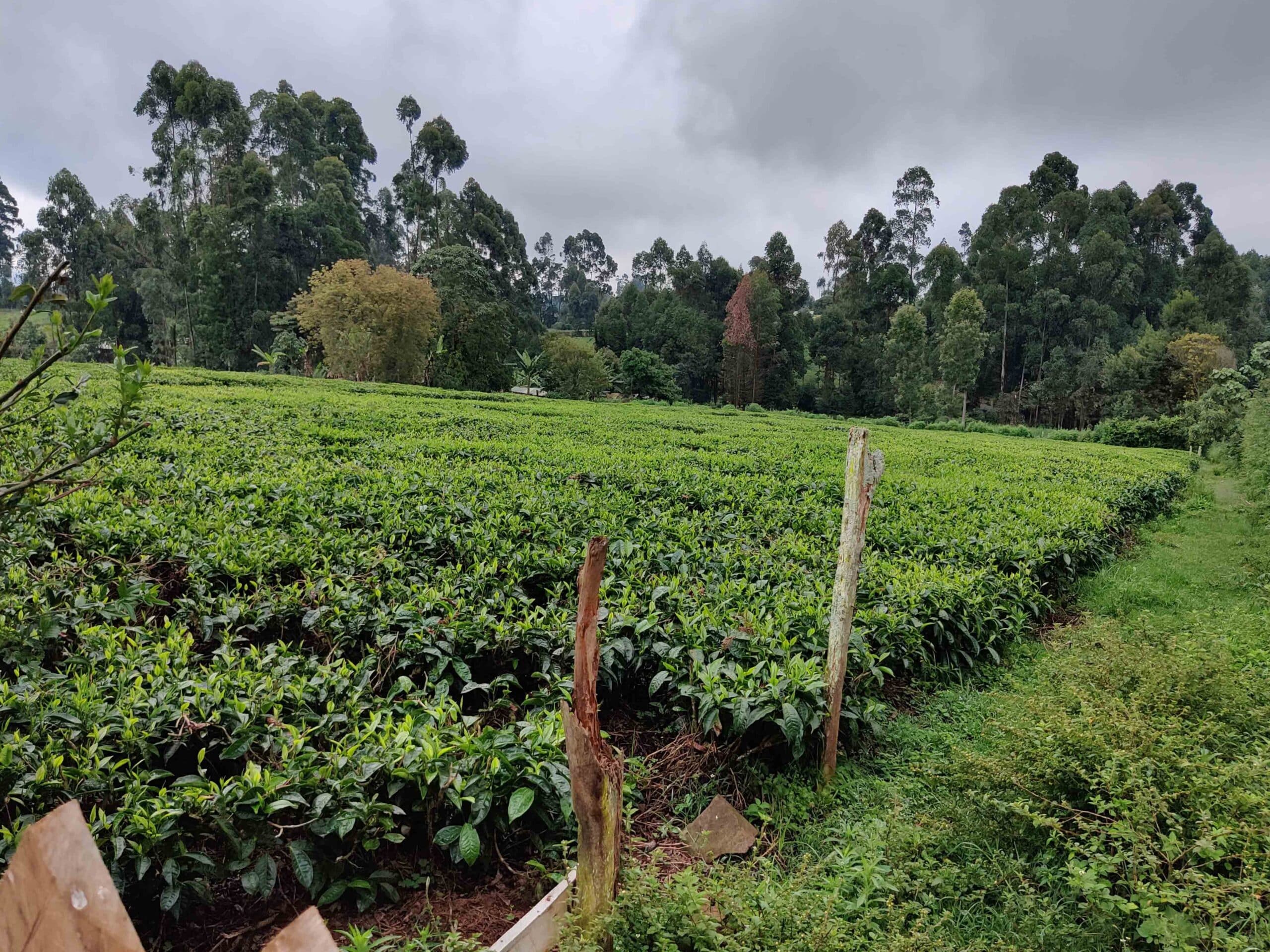 picture shows a tea field in upcountry kenya