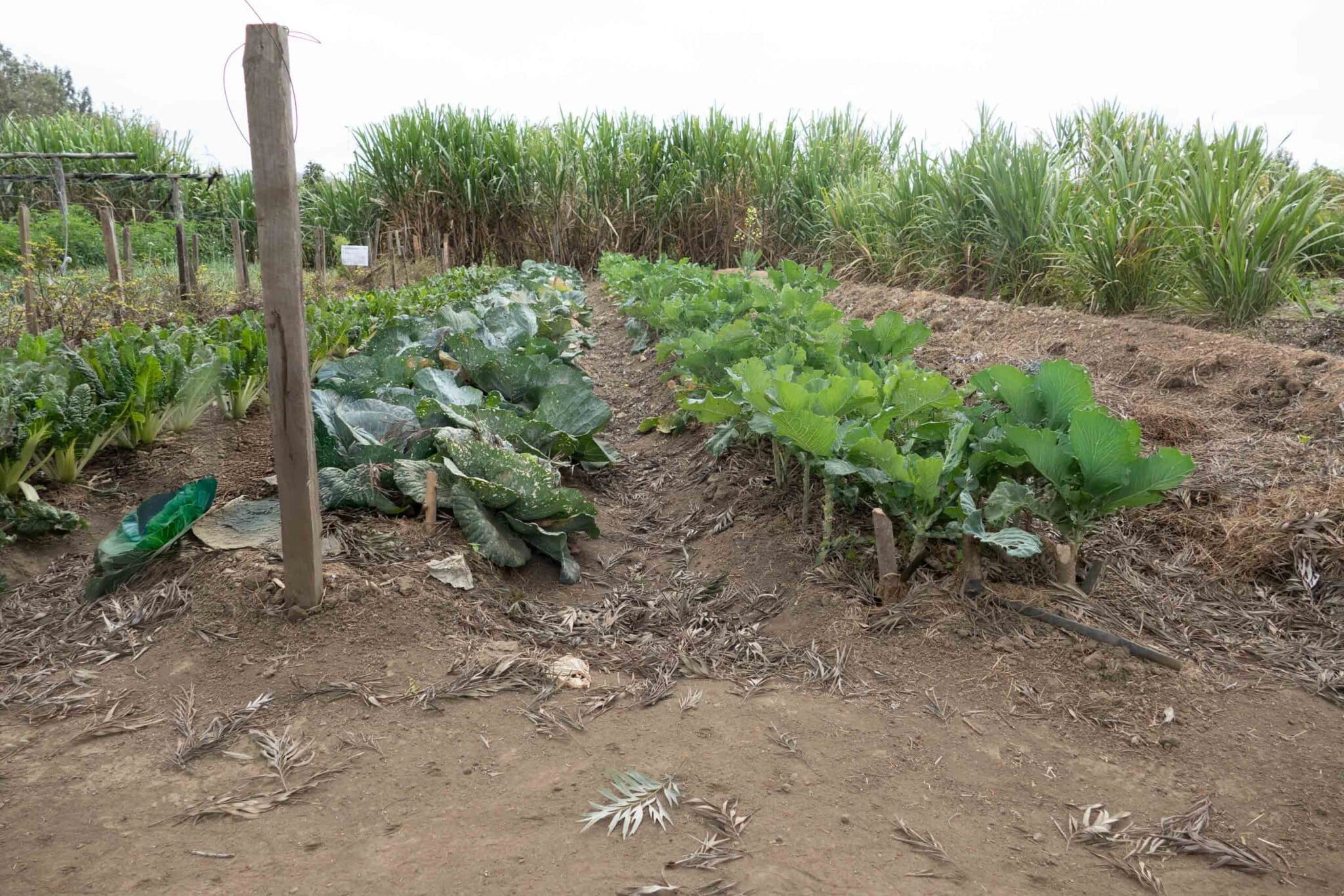 small holder farming in tanzania