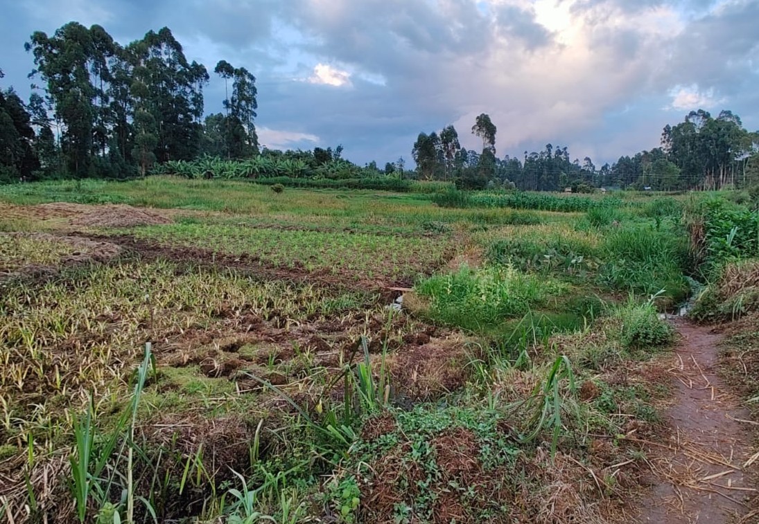image shows a field in eastern Africa