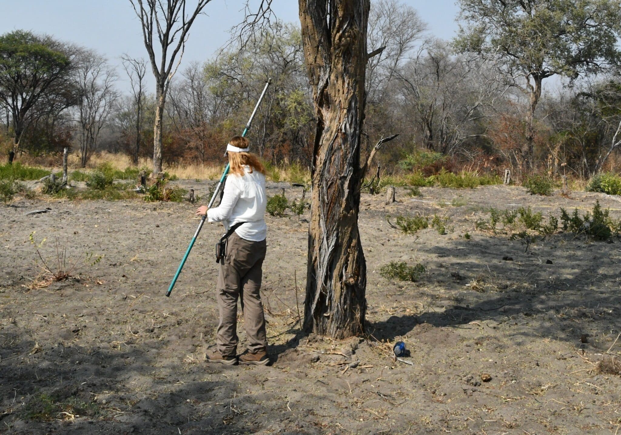 scientist measuring trees in the field