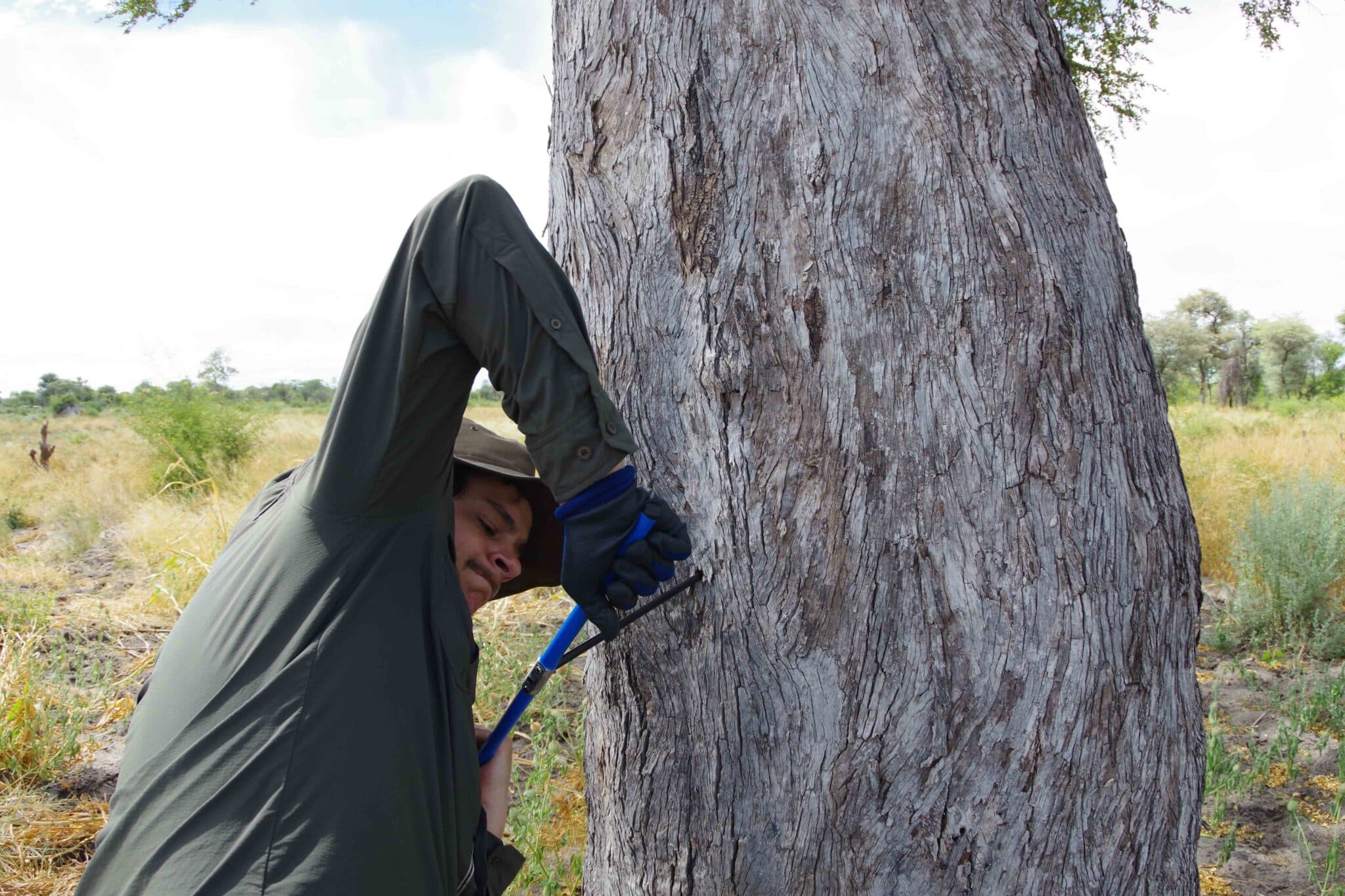 a researcher drilling a hole in a tree with a manual drill