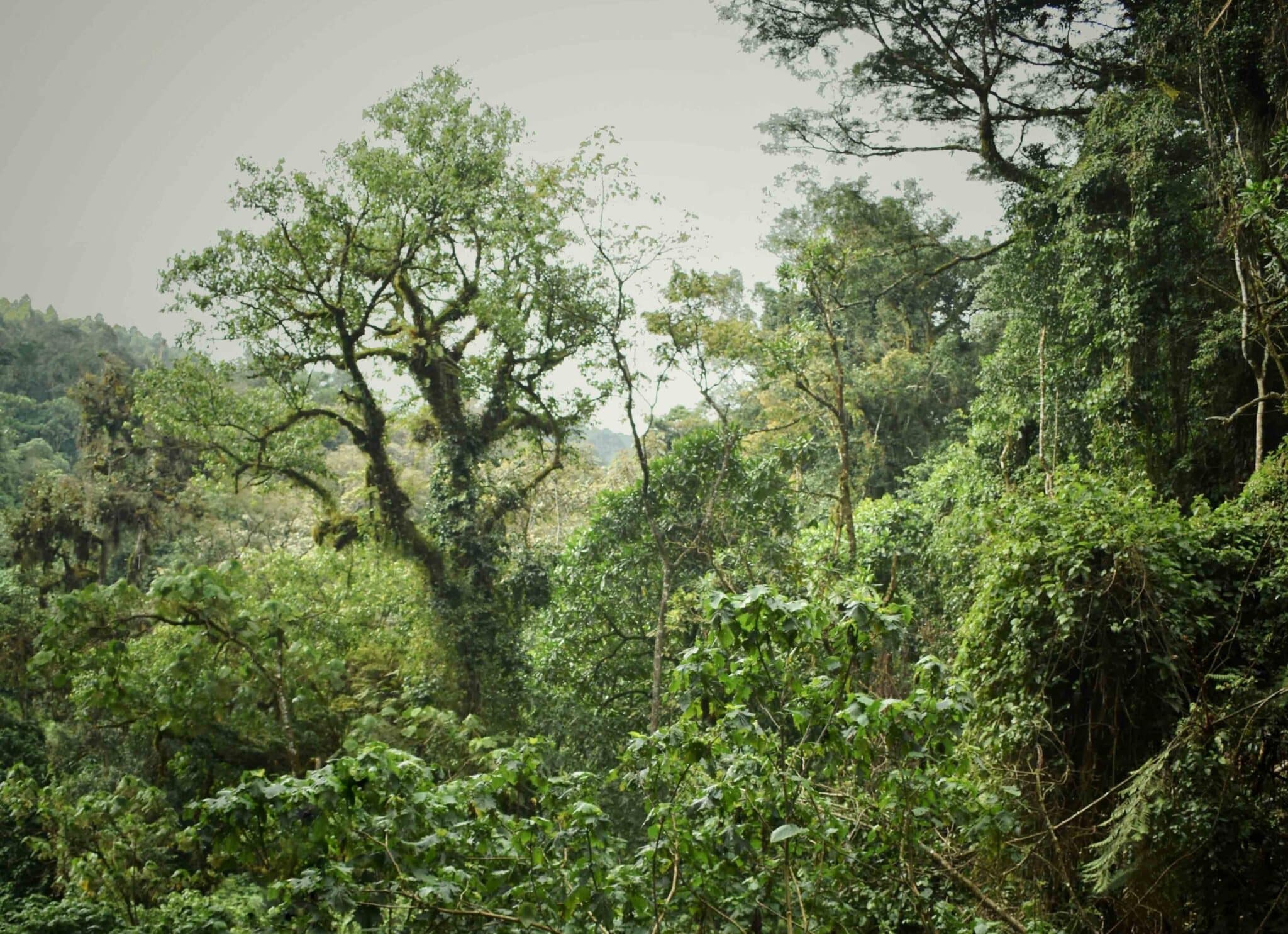 image shows the lush, green vegetation of mau forest in kenya
