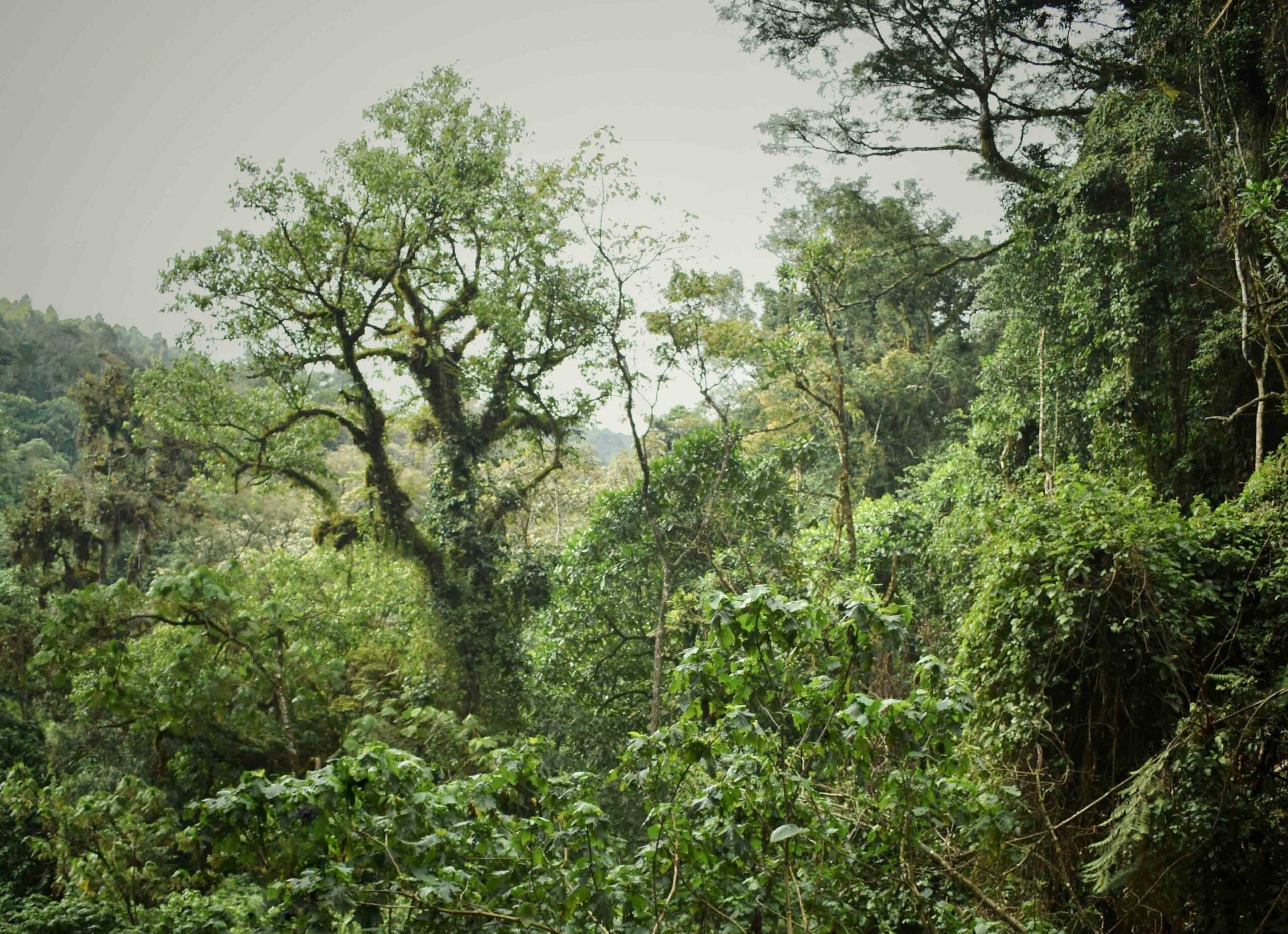 image shows the lush, green vegetation of mau forest in kenya