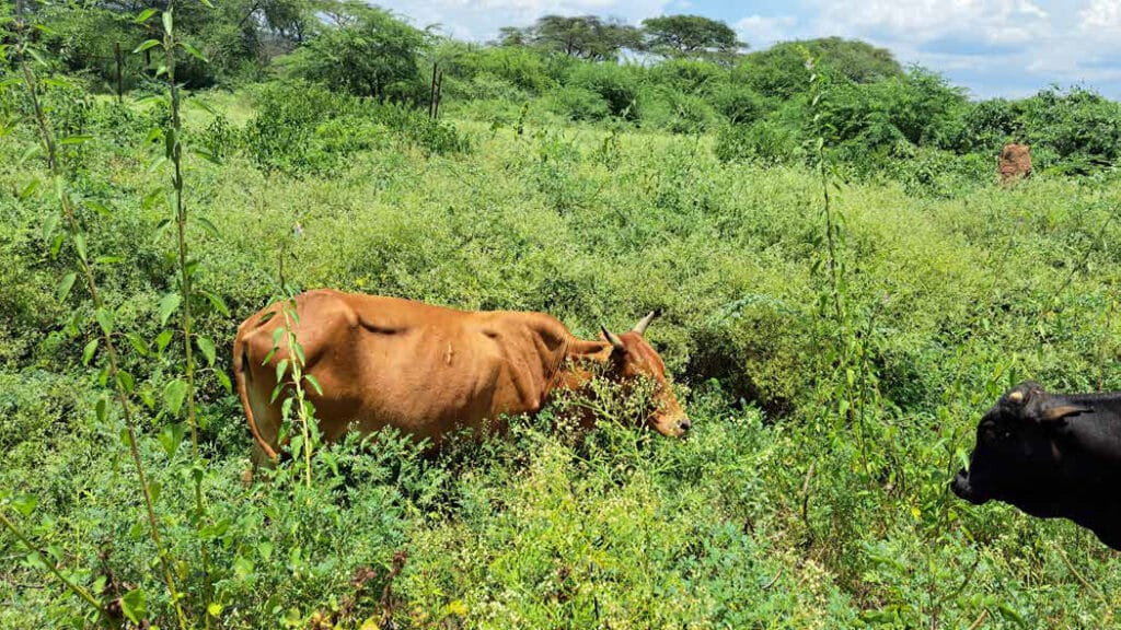 B01 Cattle grazing in a ﬁeld invaded by Prosopis and Parthenium