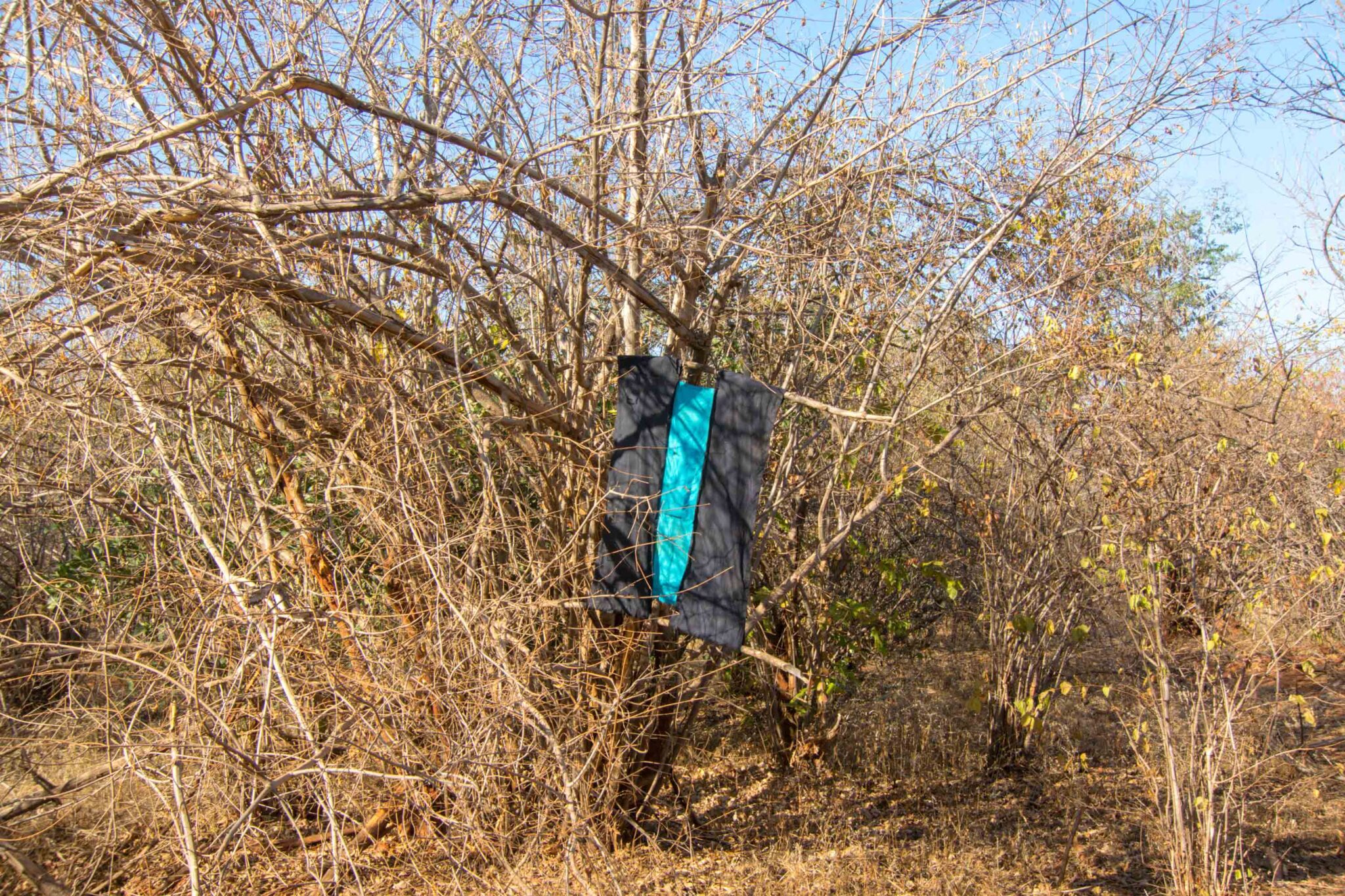 image shows a net contraption to catch tse tse flies