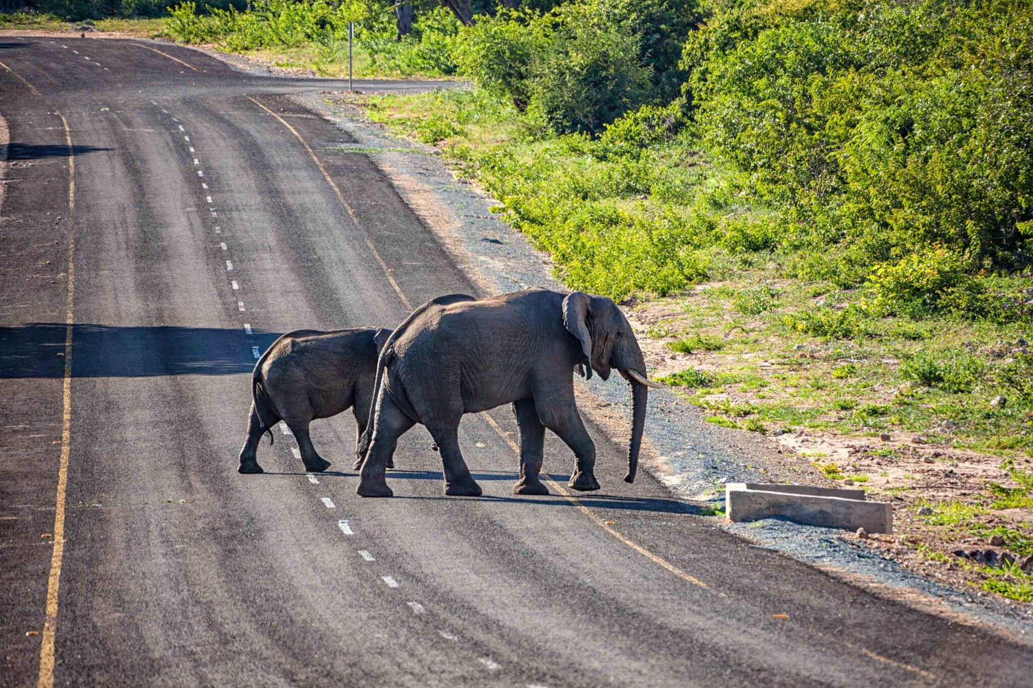 two elephants crossing a road