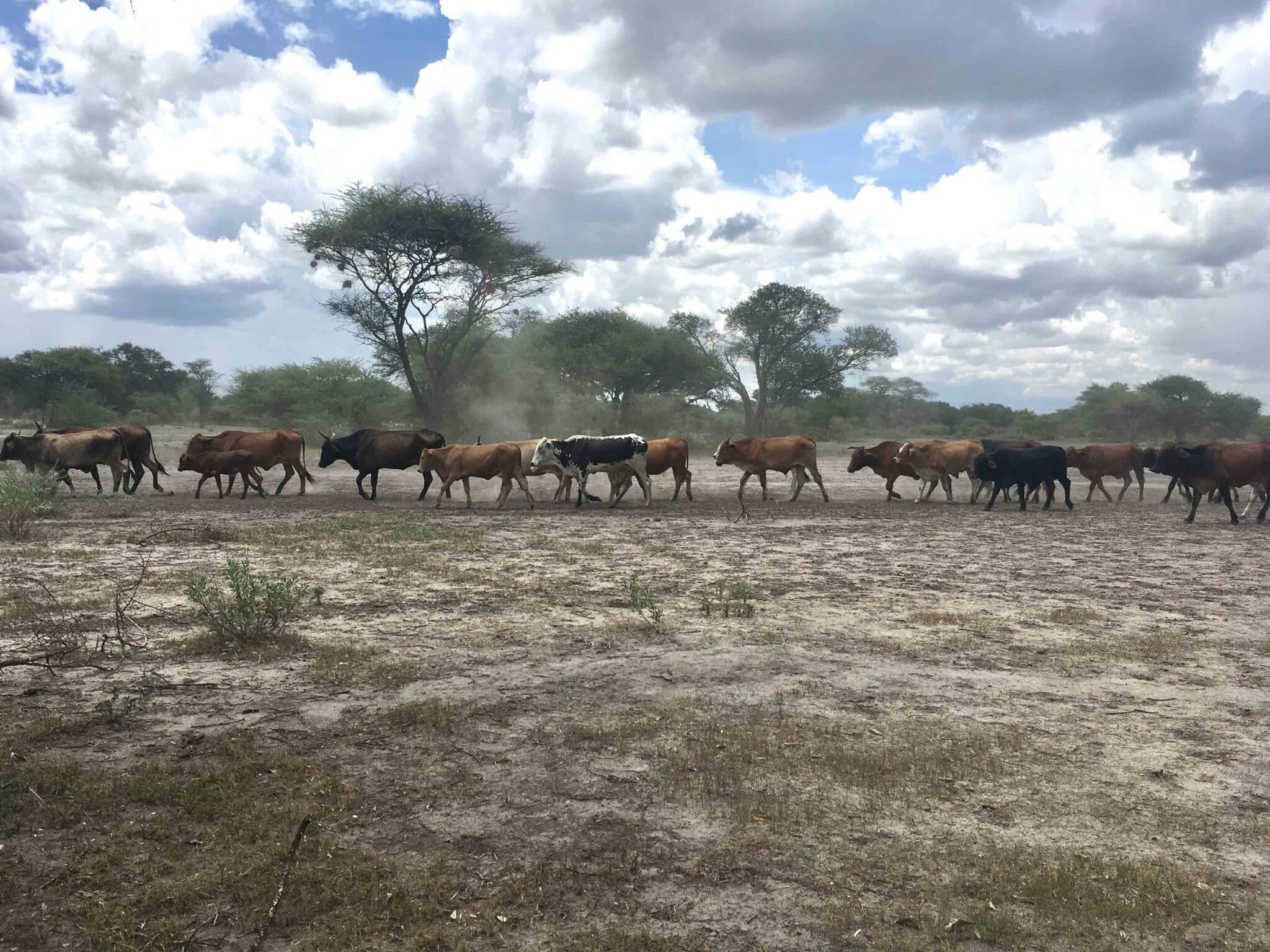 cattle in southern Africa