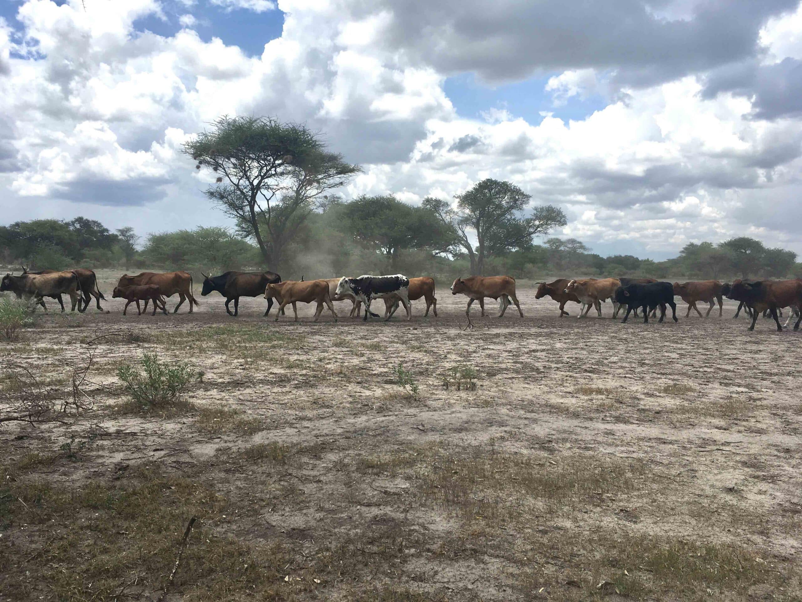 cattle in southern Africa