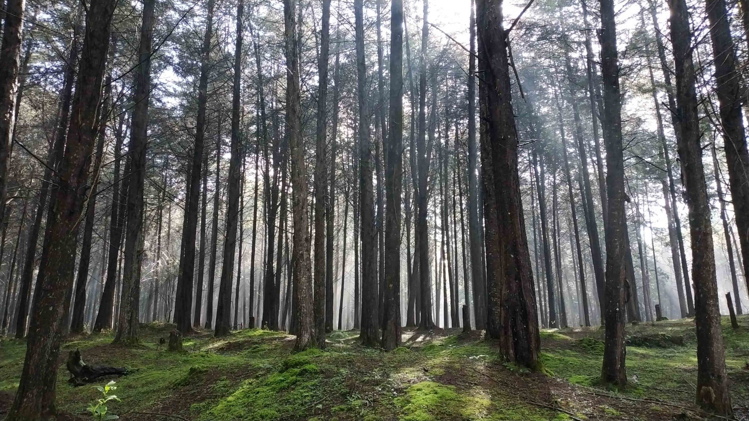 picture shows a forest in kenya