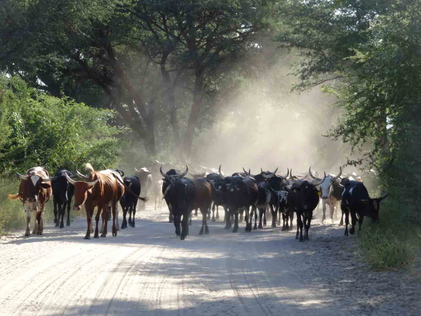 cattle walking down a dirt road in the zambezi region